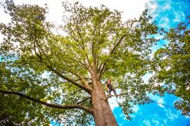 Best Pest Control for Lawns  in Sea Girt, NJ