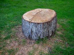 Best Commercial Tree Services  in Sea Girt, NJ