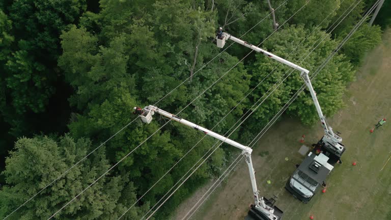 Best Hazardous Tree Removal  in Sea Girt, NJ